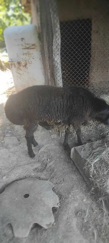 Qochqor sotiladi 5 Qochqor sotiladi 5