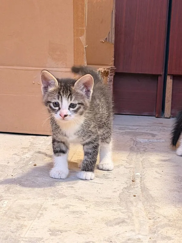 Котятки в добрые руки 3 Котятки в добрые руки 3
