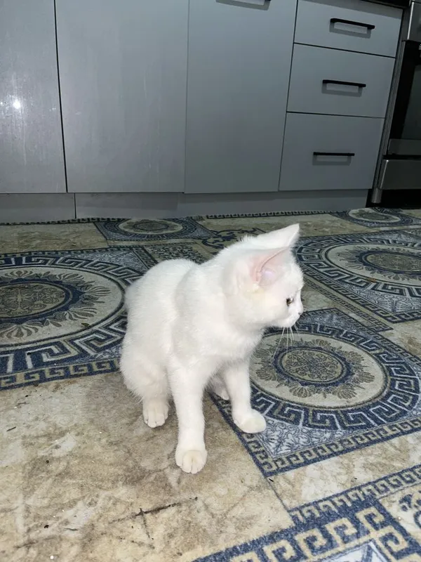 Mushuk oq ( кошка ) 2 Mushuk oq ( кошка ) 2