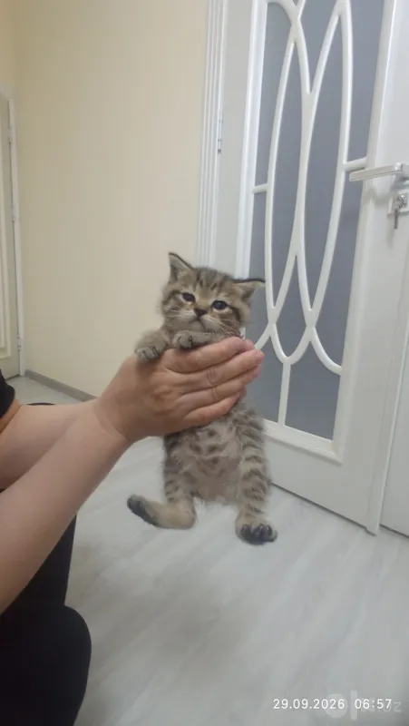 Mushik 2 oylik hadiya 4 Mushik 2 oylik hadiya 4