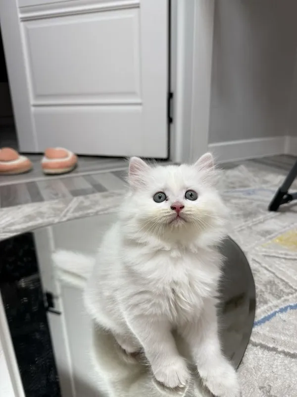Котик шиншилла Фолд 2 месяцев 2 Котик шиншилла Фолд 2 месяцев 2