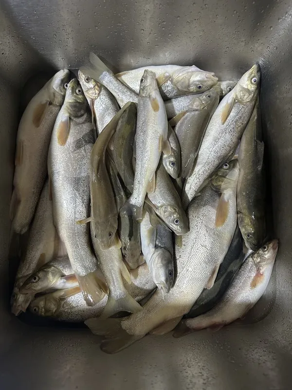 Marinka baliq sotiladi, yovoiy svejiy. Продаю маринок, дикие свежие 1 Marinka baliq sotiladi, yovoiy svejiy. Продаю маринок, дикие свежие 1