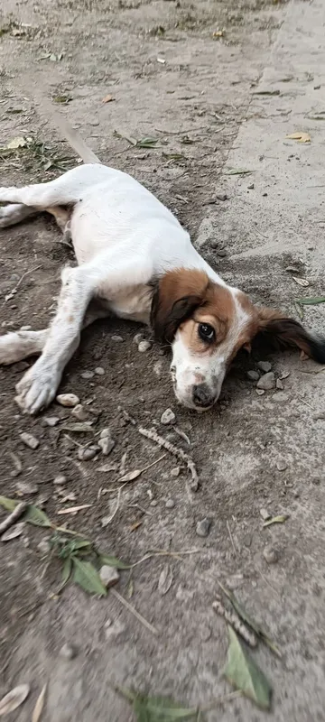 Spaniel kuchugi uy izlamoqda 7 Spaniel kuchugi uy izlamoqda 7