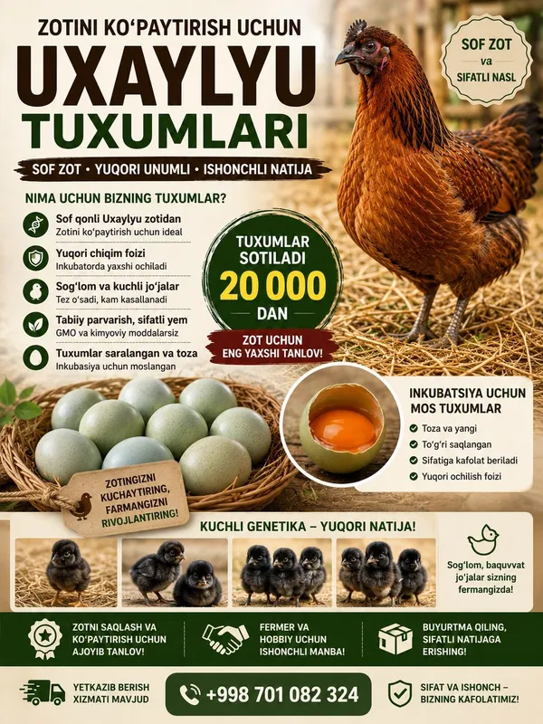 Uxaylyu tovuq tuxumlari 1 Uxaylyu tovuq tuxumlari 1