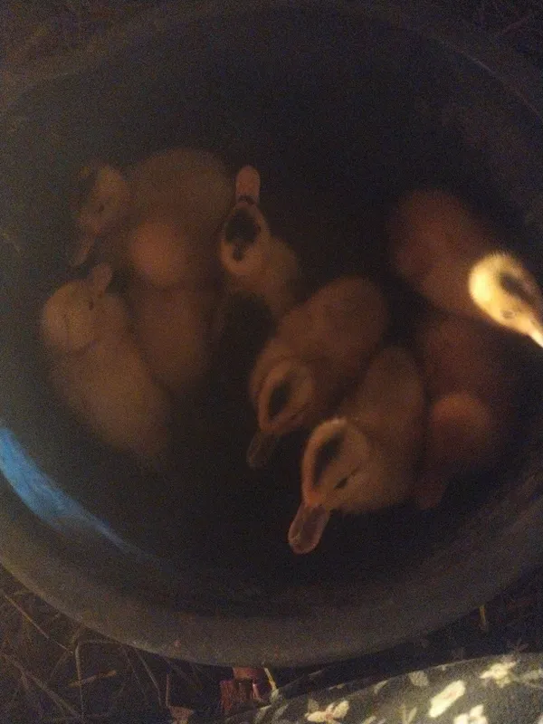 quyon kulangi tovuq xoʻroz joʻjalari bilan