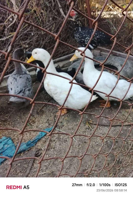 Galuboy favarit oʻrdaklari sotiladi 2.5 oylik — фото 1