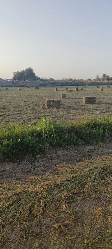 Беда ва бугдой самони сотилади