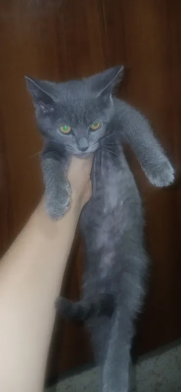 кот кот