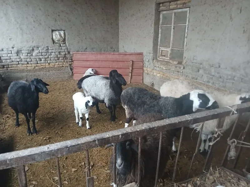 Qo‘y,Qo‘chqorlar va Buqa — фото 3