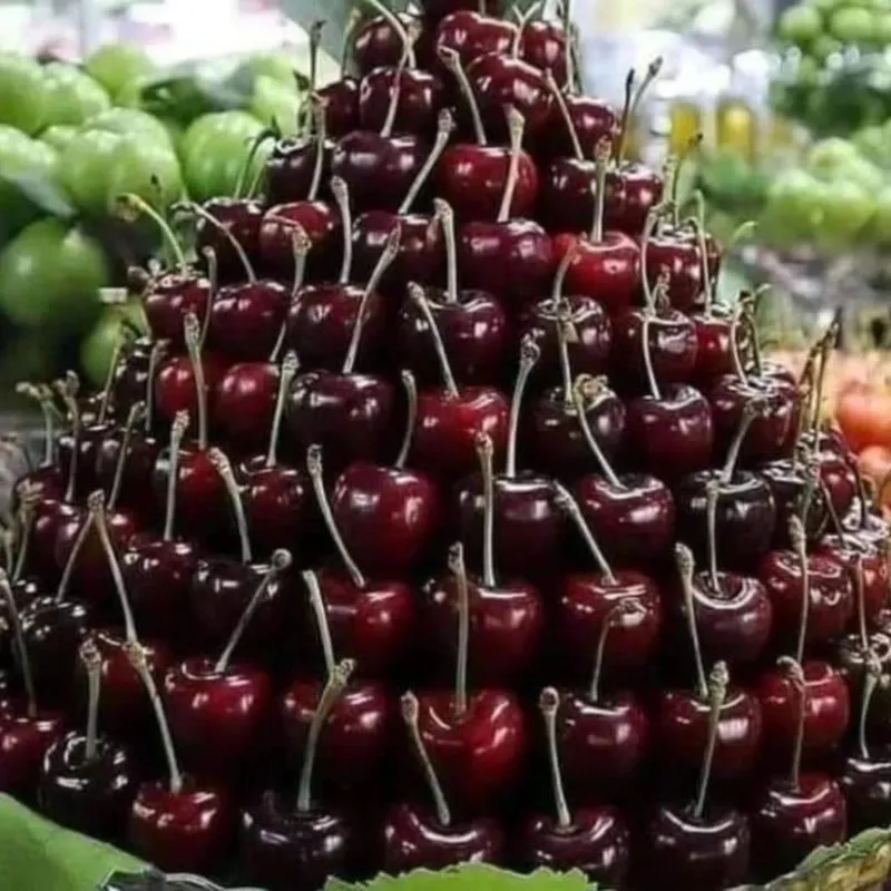 Гилос кучатлар сотувда — фото 1