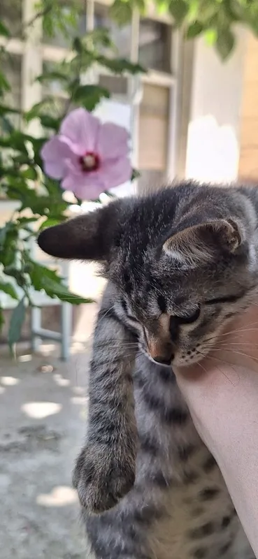 Отдадим котёнка в добрые руки. Мальчик 3 мес. 6 Отдадим котёнка в добрые руки. Мальчик 3 мес. 6