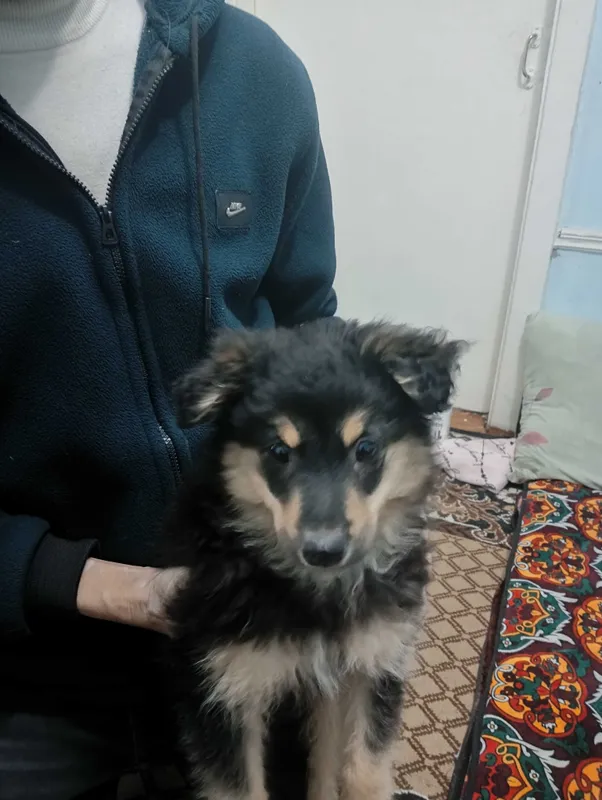 Животные собачка 3 Животные собачка 3