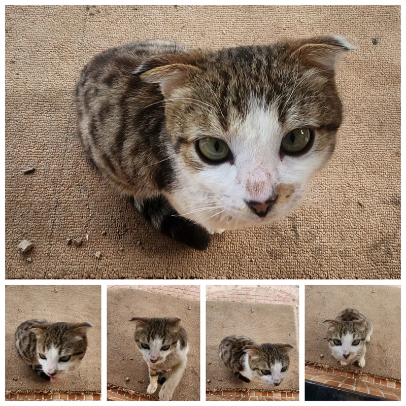 котик вислоухий, старое фото