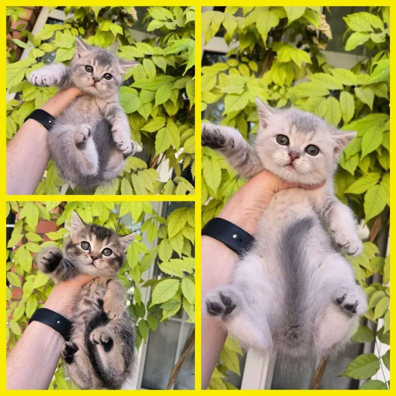 Шикарные котята от правильной вязки — фото 3