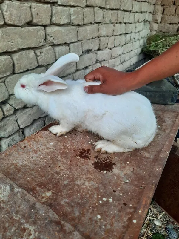 hayvonlar