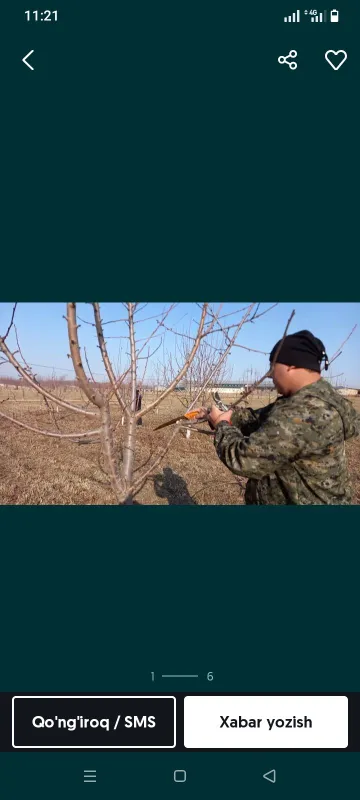 Daraxt kesish xizmati