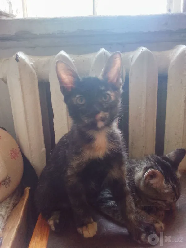 Домашние чистые котята, 2 месяца. 4 Домашние чистые котята, 2 месяца. 4