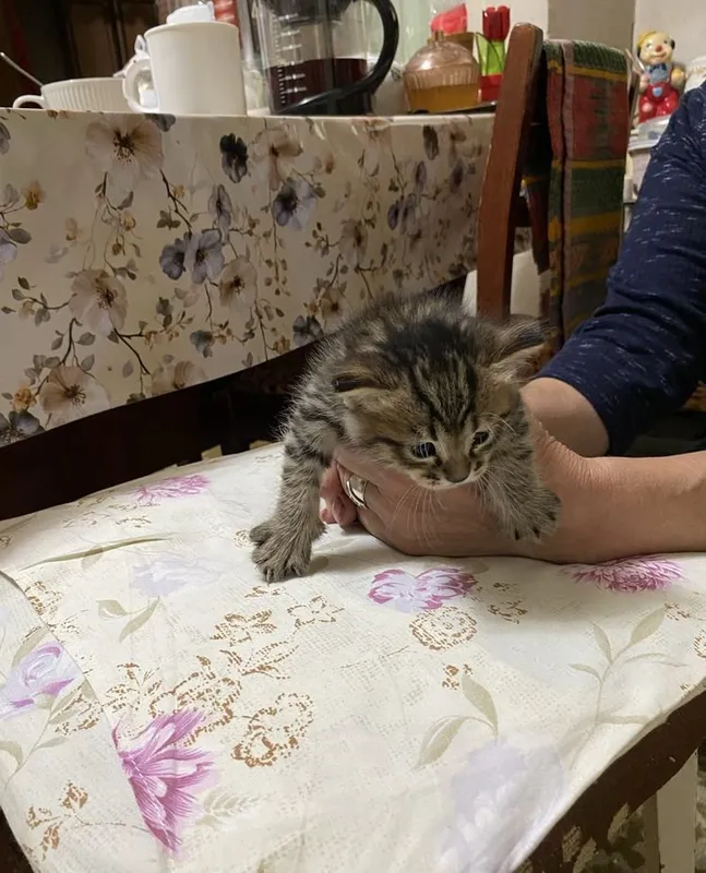 Котята Страйк Висло ушки смешиные 5