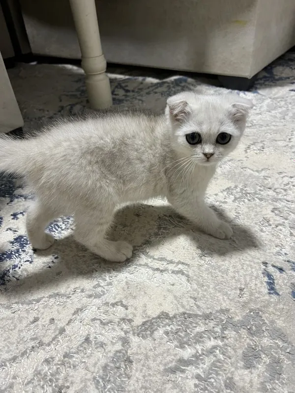 «Kumush shinchilla» rangli Scottish Fold zotli shotland bukikquloq mushukcha 3 «Kumush shinchilla» rangli Scottish Fold zotli shotland bukikquloq mushukcha 3
