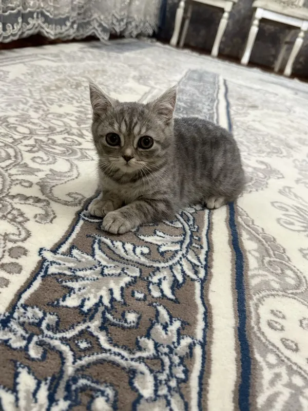 Продаётся котята — фото 1