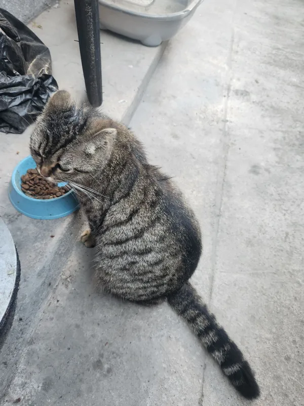 Кошка 1.5 год с котятоми — фото 2