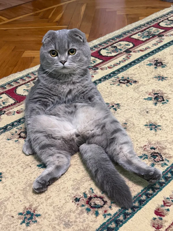 Вязка кота Скотиш-Фолд