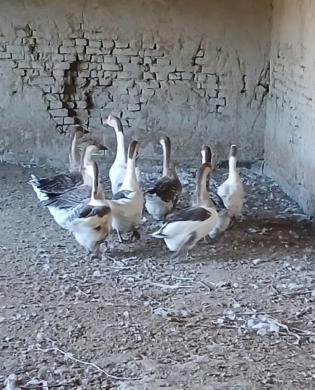 Продаются гуси 2