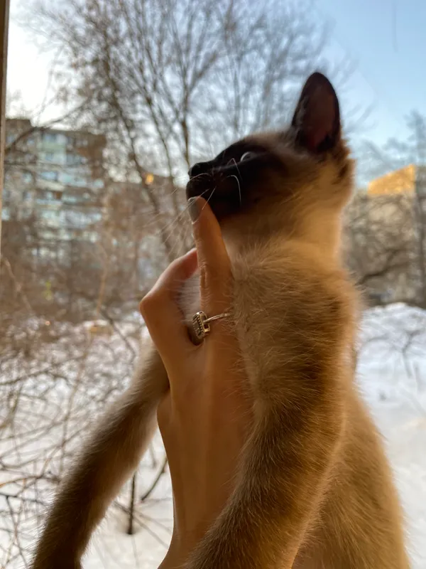 Кот: сиамской породы 2 Кот: сиамской породы 2