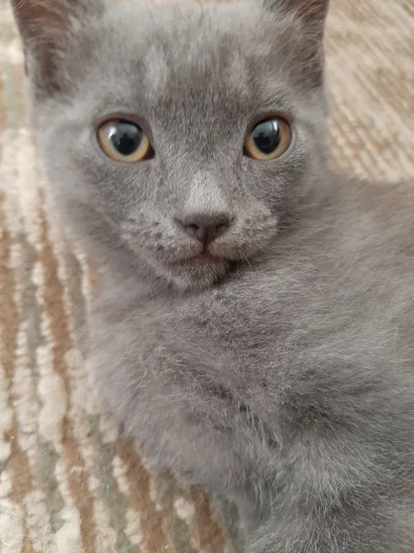 shirin va ciroyli zotli mushuklar