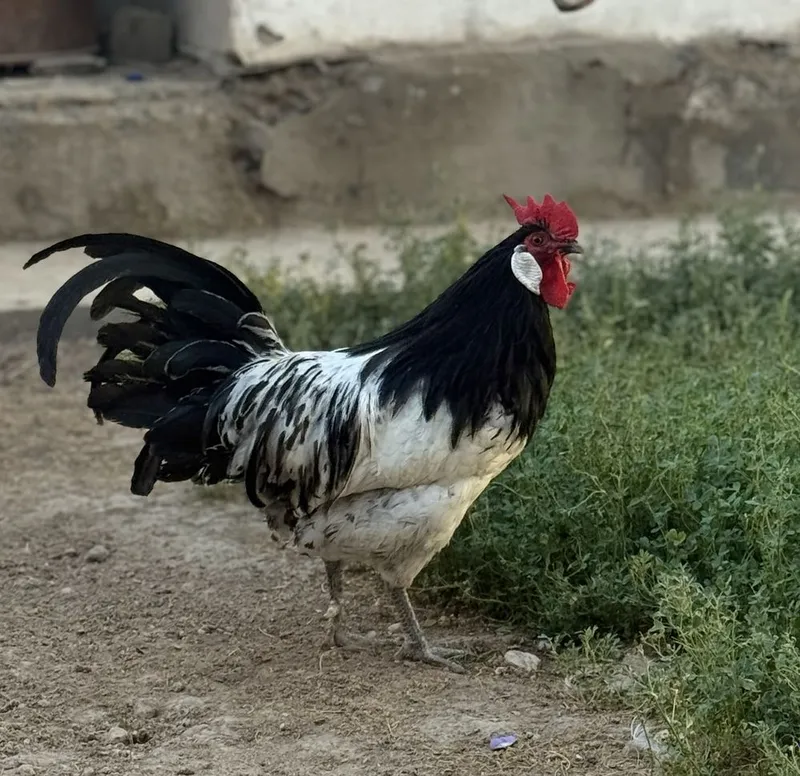 Lakenfeldr xo’roz sotiladi