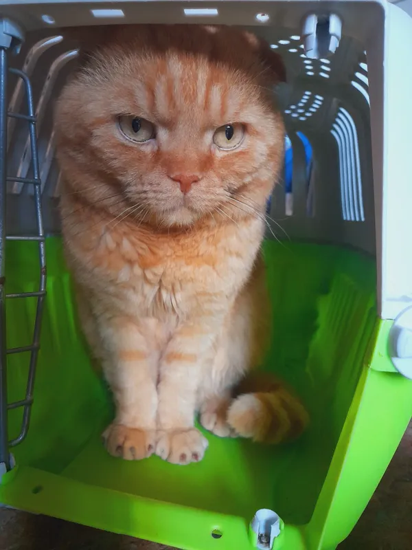 кот шотландский вислоухий
