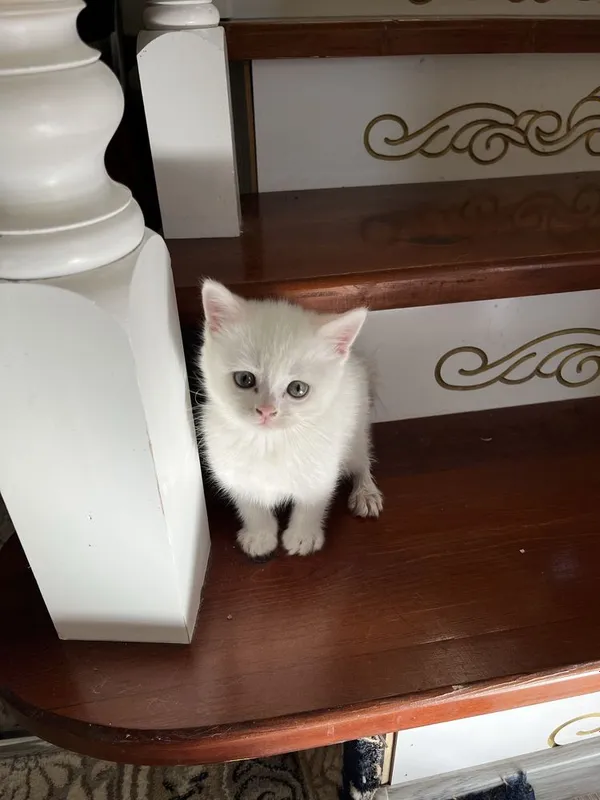 Кошка (mushuk) pishik