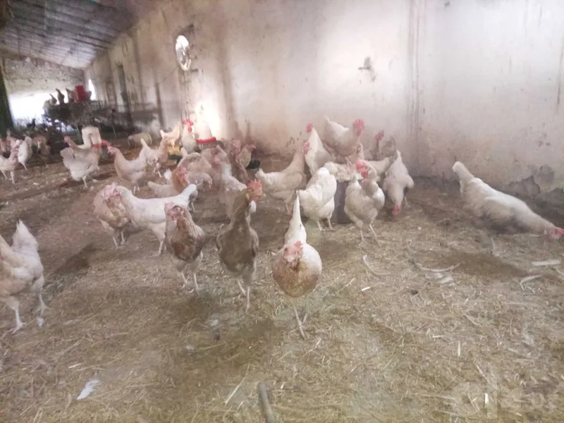 Tuxum yo'nalishidagi tovuqlar sotiladi 4 Tuxum yo'nalishidagi tovuqlar sotiladi 4
