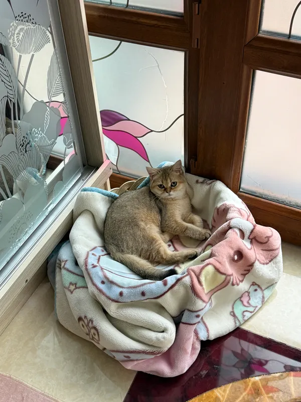 Кошка золотистая британская шиншилла