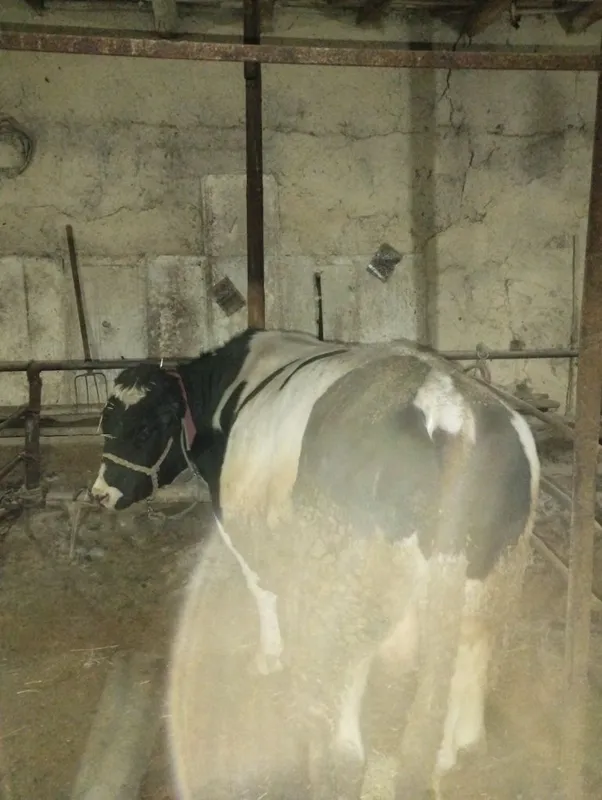 Kota hukiz sotiladi srochna yeb ichishi zur aybi yoʻq narxi oldida kel 2 Kota hukiz sotiladi srochna yeb ichishi zur aybi yoʻq narxi oldida kel 2