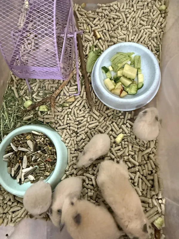 Продаются хомячки сирийские 3