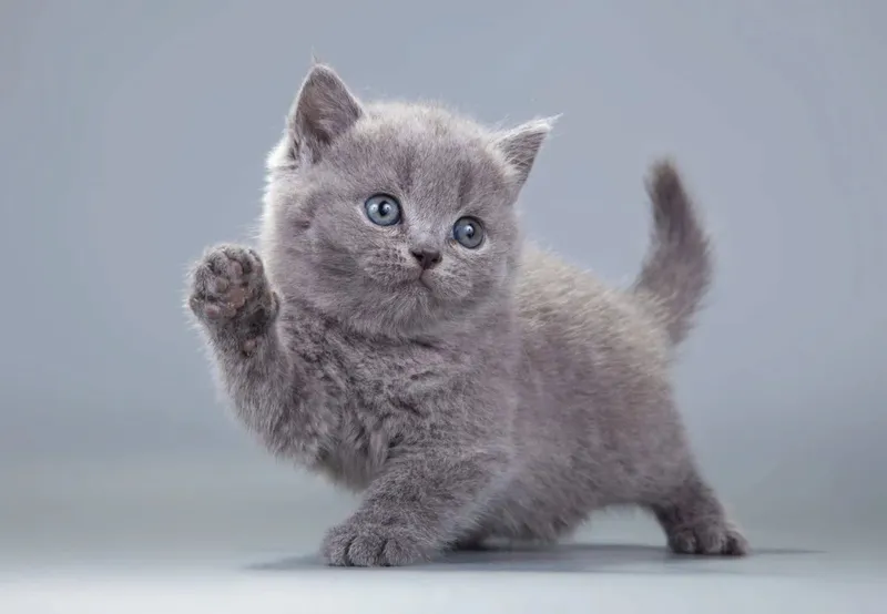 Британские красивые котята 3 Британские красивые котята 3