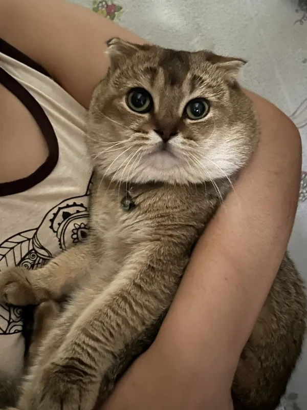Кот на вязку 1 Кот на вязку 1