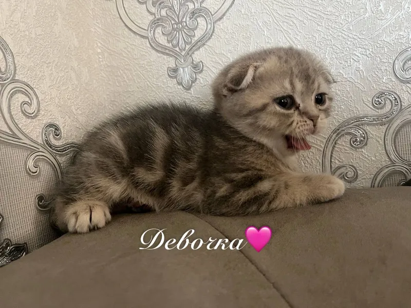 Шотландские котята 3
