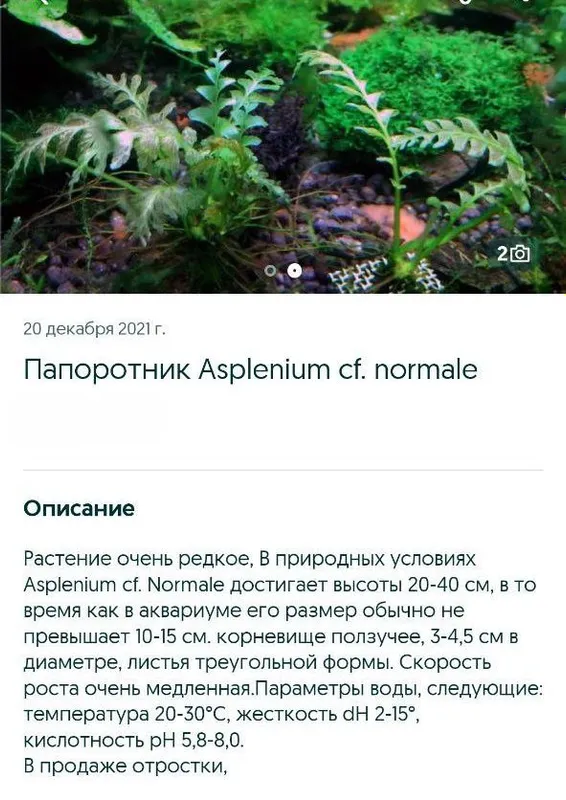 Папоротник в аквариум 3