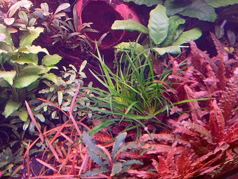 Эриокаулон Вьетнам (Eriocaulon sp. Vietnam) . Аквариумное растение 1