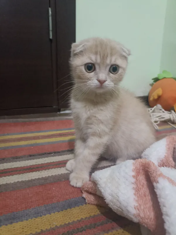 semba