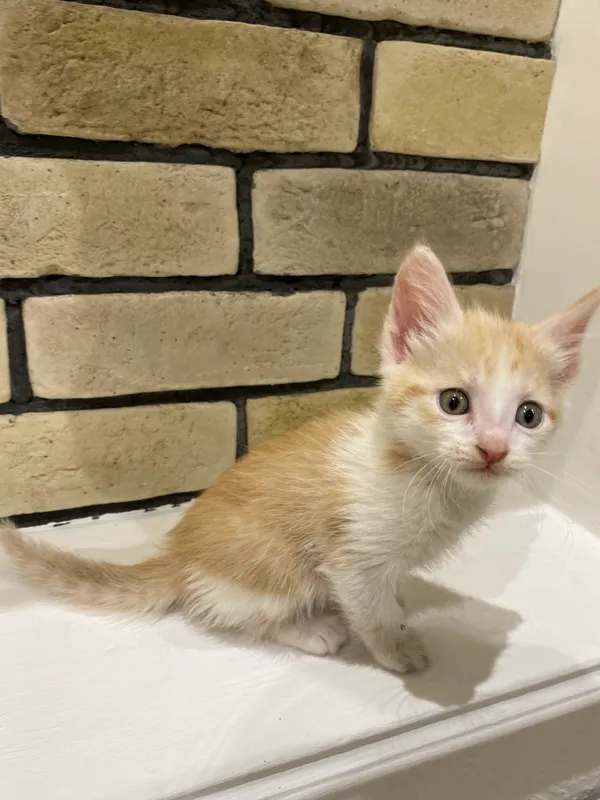 Котята 🧡 2