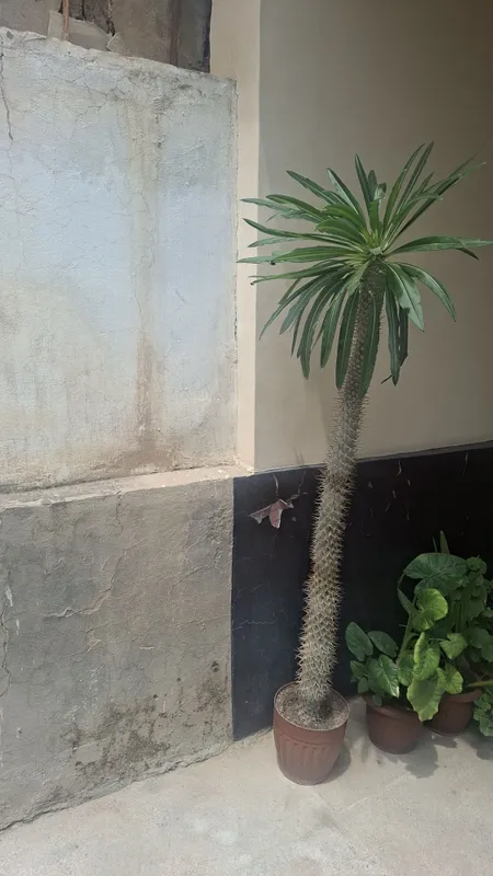 Paxipodyom tikanli gul 2 Paxipodyom tikanli gul 2