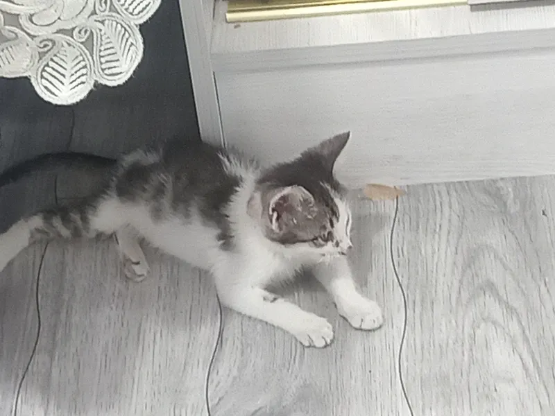 котёнок в подарок 1