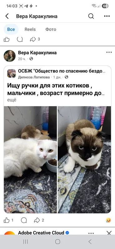 пристраиваем кошек