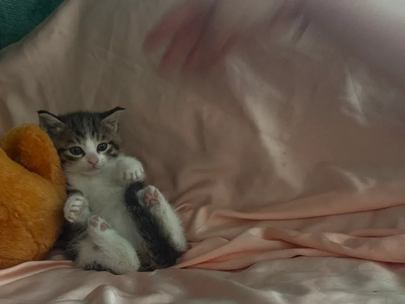 Котята 1,5 месяцев — фото 4