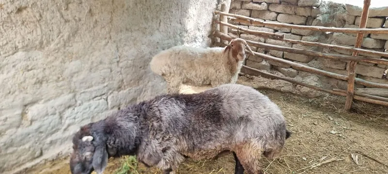 Кучкор сотилади. Ёнидаги куйхам нархини келишамиз — фото 1