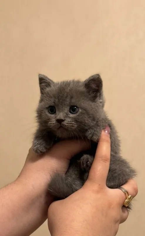 Продаются котята — фото 2