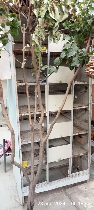 Qushlar uchun qafas 3 Qushlar uchun qafas 3